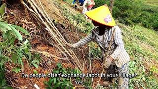 Industrial cassava cultivation story in Vi K Oa village